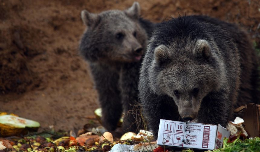 Kara yolu kenarını mesken edinen ayı yavrularını bölge sakinleri besliyor