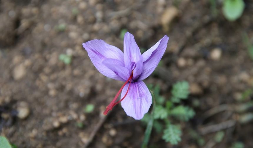 Karabük'te ekilen 'mucize bitki' safran çiçek açtı
