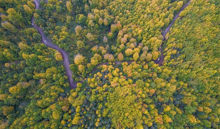Kastamonu ormanlarında sonbaharın renk cümbüşü yaşanıyor