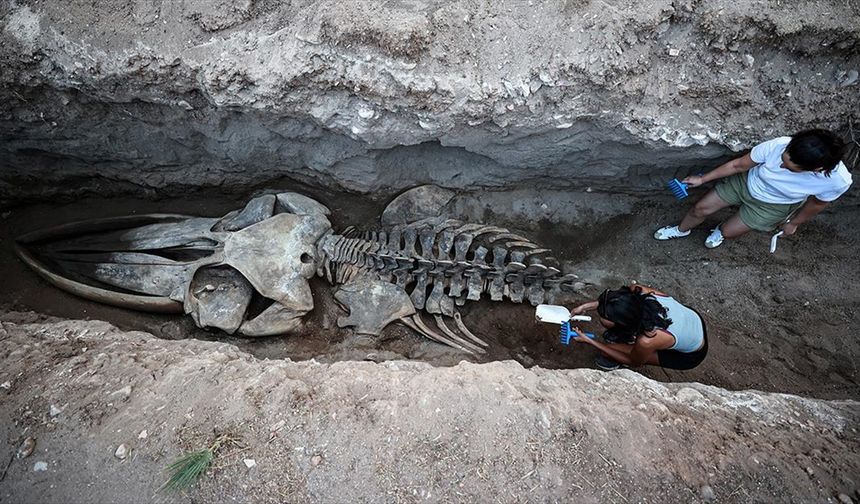 Mersin'de 4 yıl önce gömülen Fin balinasının iskeleti topraktan çıkarılıyor