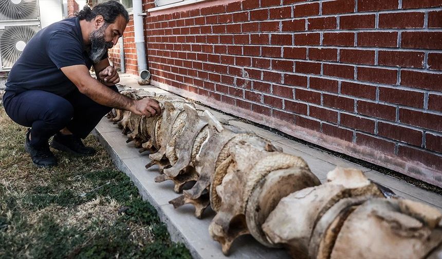 Mersin'de topraktan çıkarılan balina iskeleti birleştirilip sergileneceği günü bekliyor