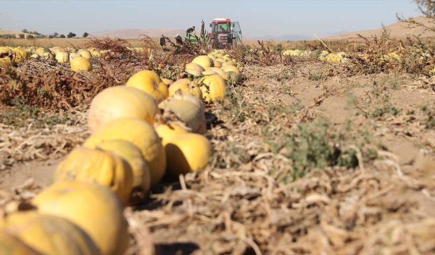 Nevşehir'in tescilli kabak çekirdeğinde ekim alanı ve ihracat arttı
