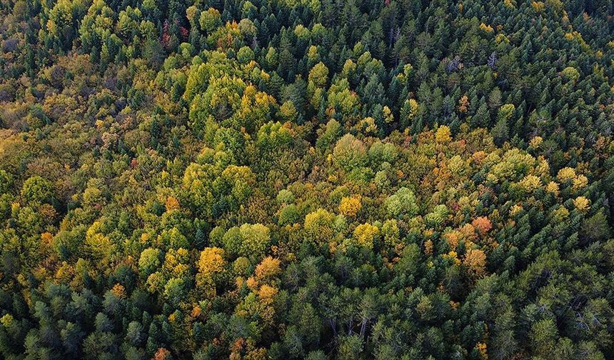 'Orman denizi' Karabük'te sonbaharın renkleri havadan görüntülendi