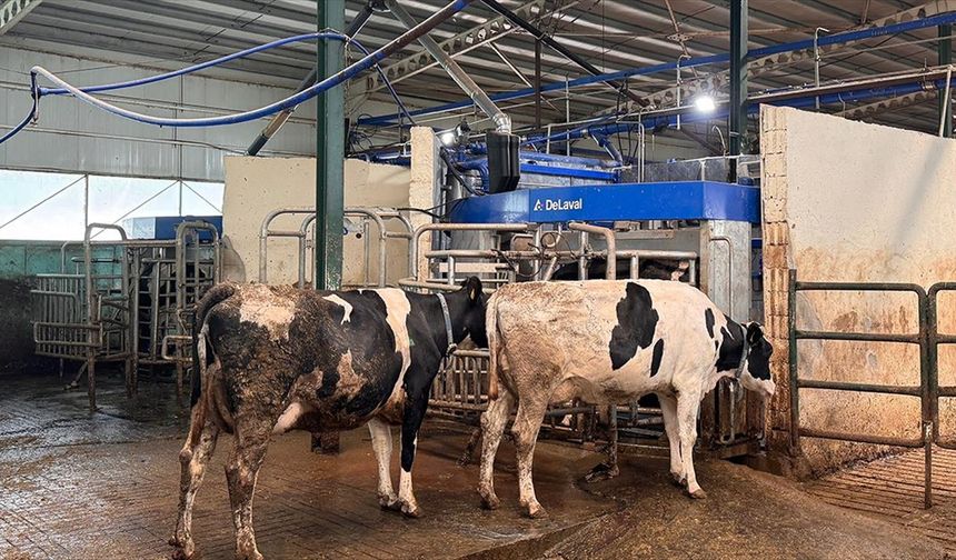 Robotla sağılan inekler özel yemle ödüllendiriliyor