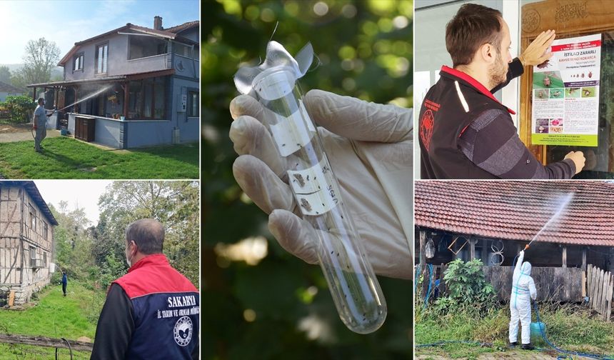 Sakarya'da kahverengi kokarca etkin mücadeleyle sıkı takipte