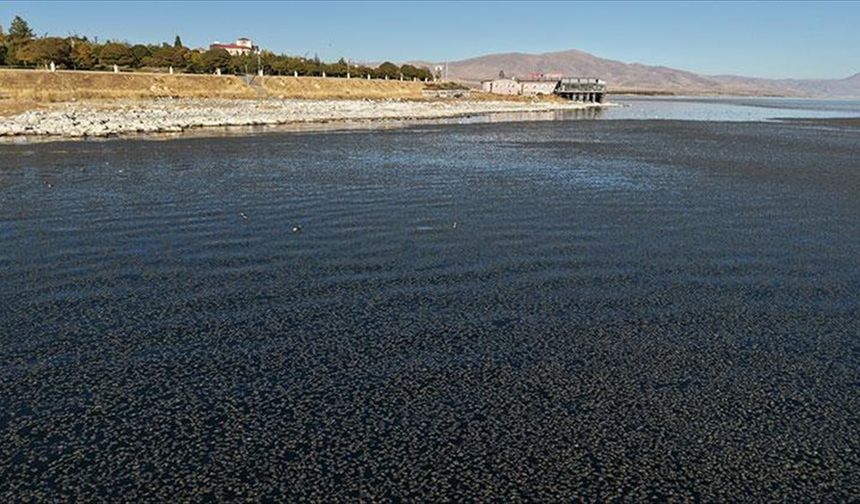 Van Gölü'nde kıyıya yakın bazı noktalarda yosun tabakası oluştu
