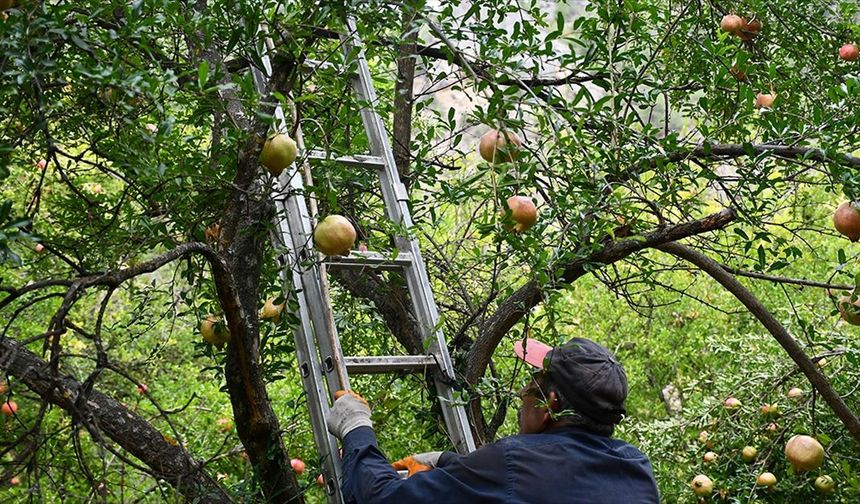 Yaktığı ateşle bahçesini zirai dondan koruyan nar üreticisi geçen yılki verimi yakaladı