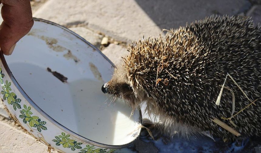 Aksaray'da bir çiftçi her sabah ahırına gelen kirpiyi sütle besliyor