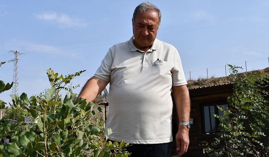 Emekli mühendis 156 dönümlük atıl araziyi fidanlarla yeşertti