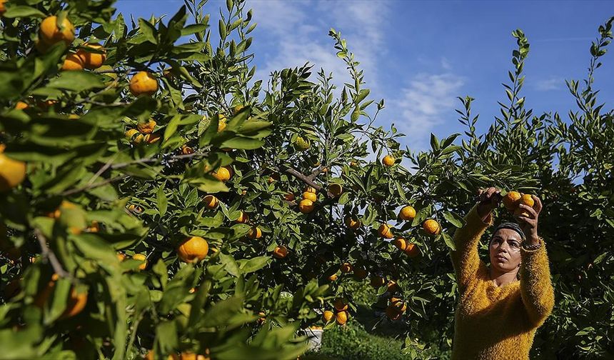 İzmir'in satsuma mandalinasında verim arttı