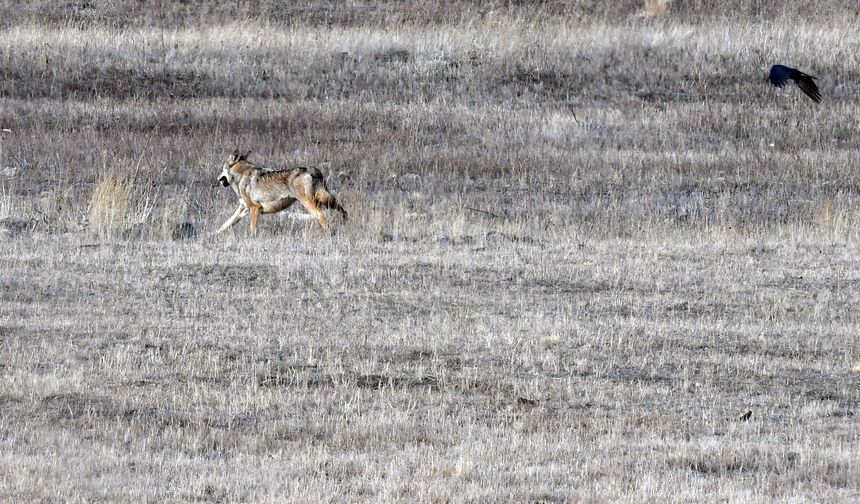 Kars kırsalında kurt ve vaşak görüntülendi