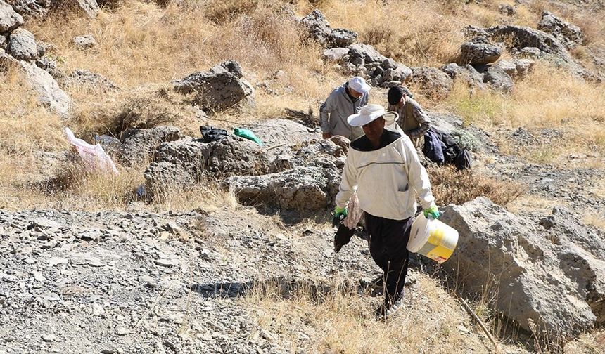 Kilometrelerce yürüyerek ulaştıkları dağlık alanda kaya balı hasadı yaptılar