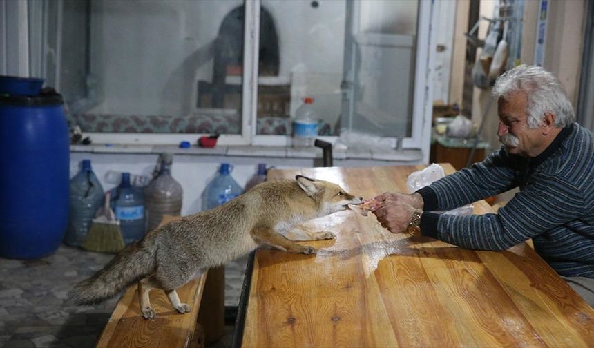 'Merdo' adını verdiği tilki ve ailesini elleriyle besliyor
