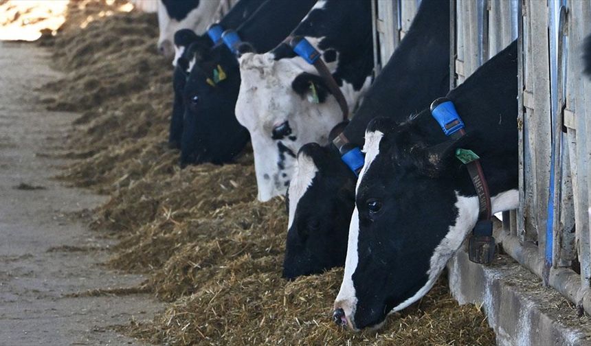 Mütevazı çiftliğini devlet destekleriyle modern süt üretim tesisine dönüştürdü