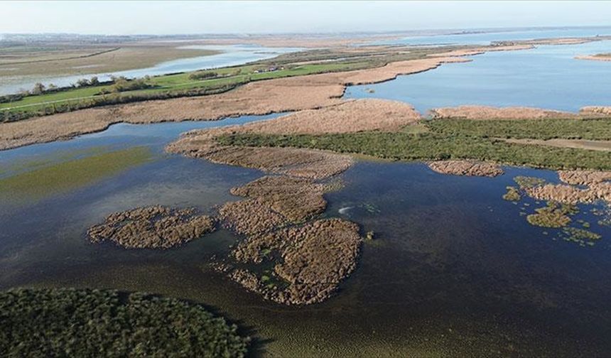 Samsun Kızılırmak Deltası'nda suları çekilen göller sonbahar yağışlarıyla canlandı