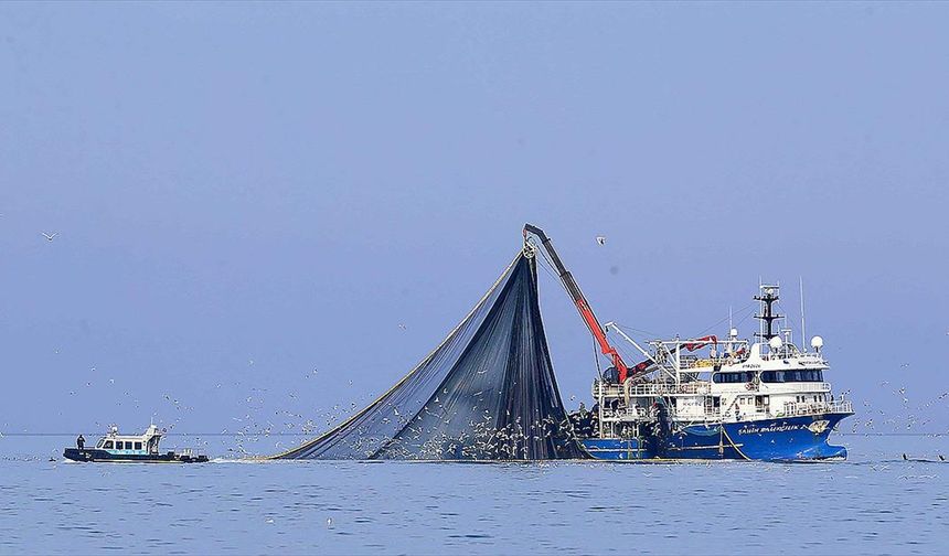 Su sıcaklığının düşmediği Karadeniz'de hamsi soğuk sulara yöneldi