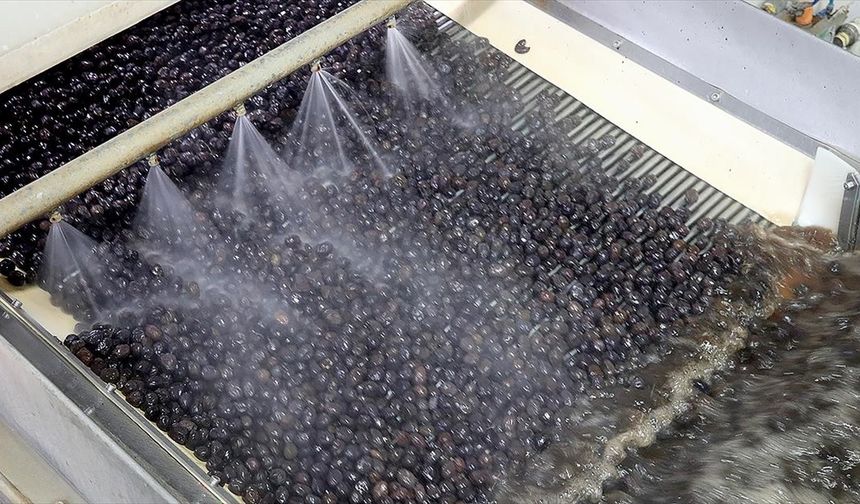 Türk zeytinini 68 ülkeye ihraç eden Marmarabirlik'in hedefi Orta Doğu pazarı