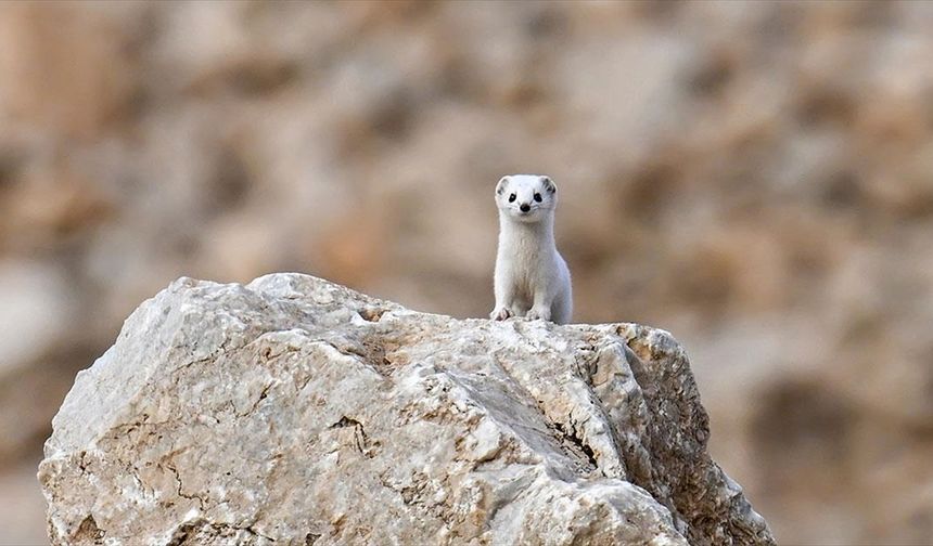 Van'da nesli koruma altındaki beyaz gelincik görüntülendi