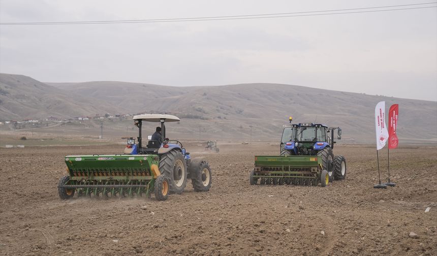 Çankırı'da çiftçiler 800 hektarda kuraklığa dayanıklı sertifikalı tohum deniyor