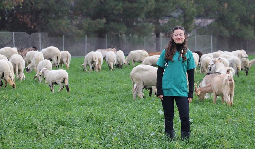 Devlet desteğiyle besiciliğe başlayan veteriner, babasının emanetine de sahip çıkıyor