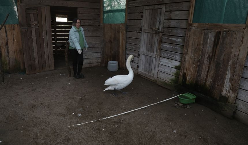Göç yolunda bitkin düşen kuğu Kızılırmak Deltası'nda tedavi altına alındı