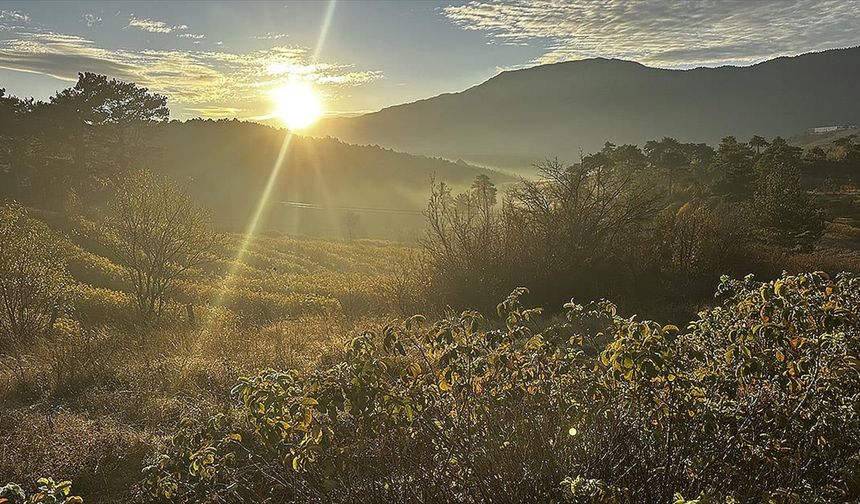 Isparta'nın gül bahçeleri sarı ve turuncuya büründü