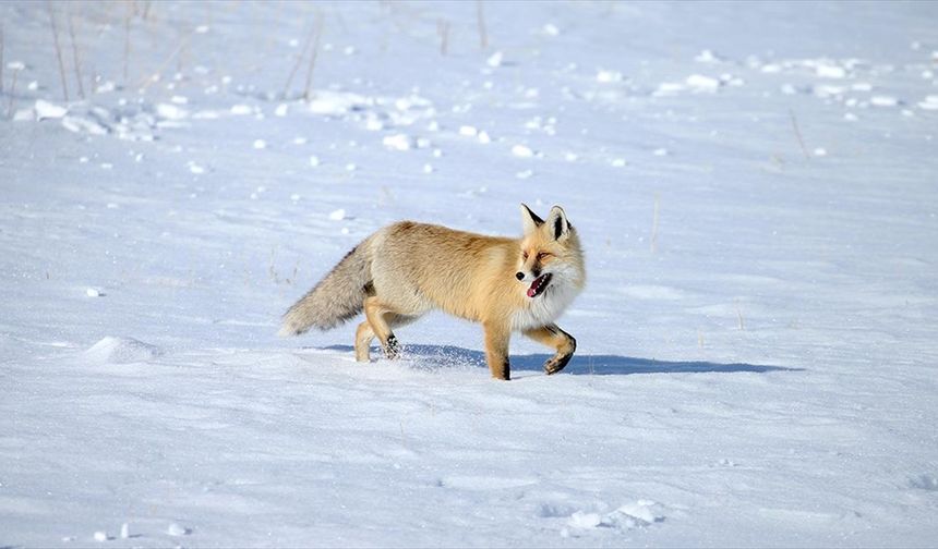 Kars'ta kızıl tilkiler karla kaplı arazide görüntülendi