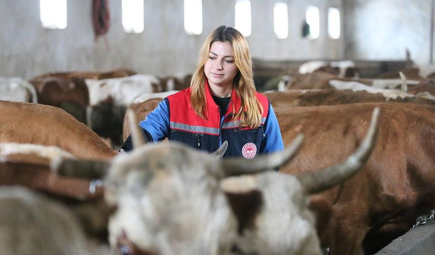 Kars'ta septisemi aşısıyla buzağı kayıplarının önüne geçilmesi hedefleniyor
