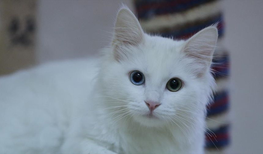 Koruma altındaki Van kedileri bu yıl 120 yavru doğurdu