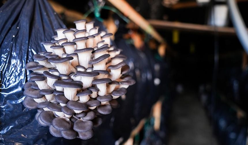 Kurslarla başlayan mantar yetiştiriciliği Güzelbahçe'de üretim modeline dönüştü