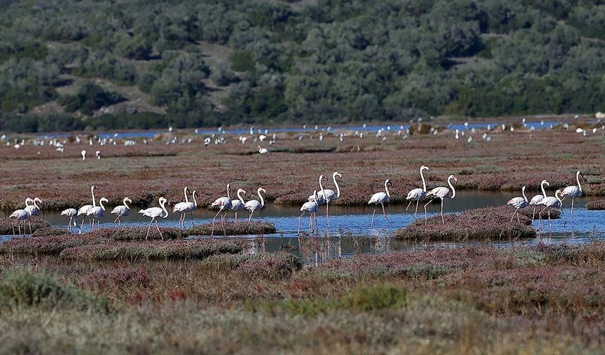 Milas'taki Tuzla Sulak Alanı'nda göçmen kuş yoğunluğu yaşanıyor