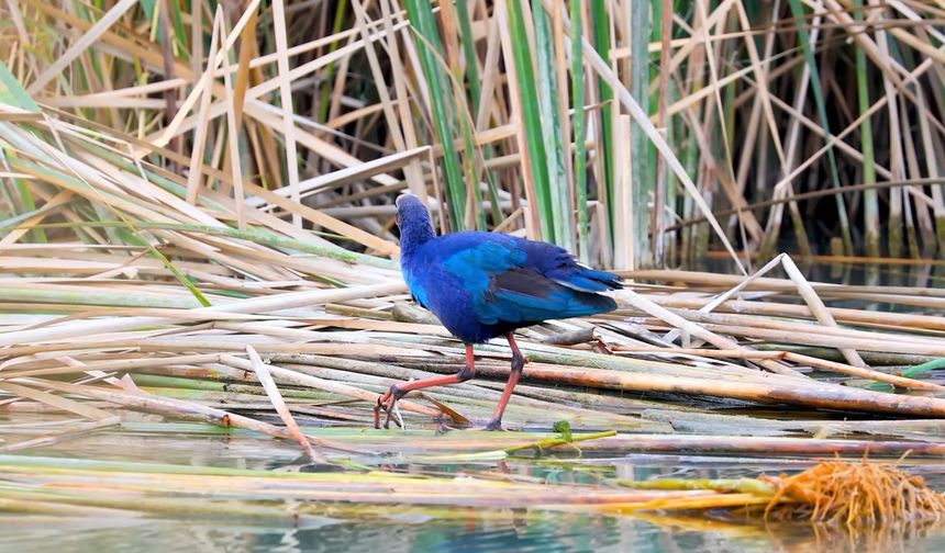 Nadir görülen saz horozları Mersin'deki Göksu Deltası'nda kayda alındı