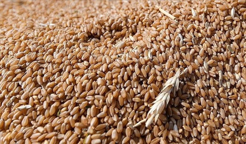 Tahıl üretimindeki artışın gıda fiyatlarındaki baskıyı azaltması bekleniyor