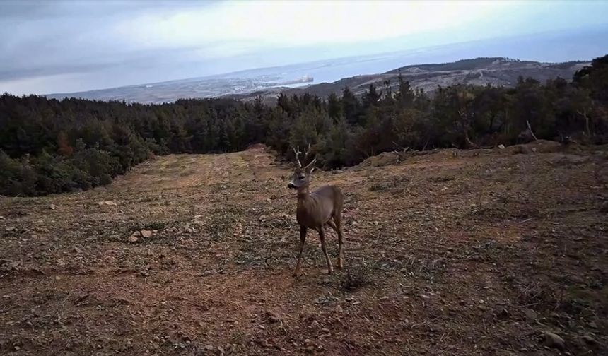 Tekirdağ'da yaban hayatı fotokapanla görüntülendi