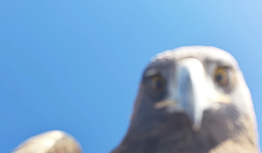 Tunceli'de kartalın 'dron avı'na tanıklık eden doğa tutkunu o anları anlattı