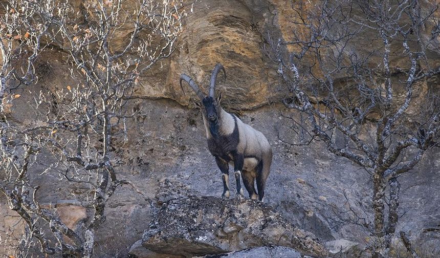 Tunceli'de yaban keçileri Munzur Vadisi'ne indi