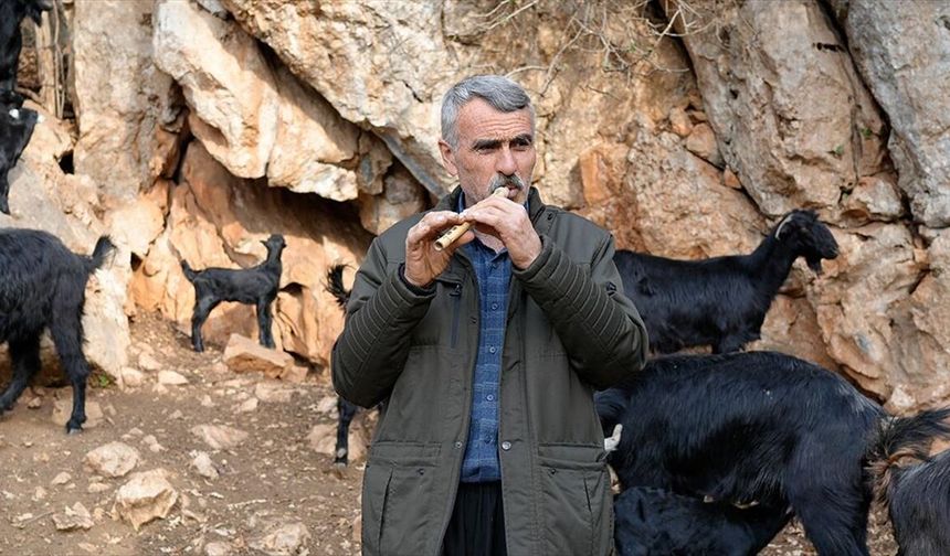 Yarım asırlık çoban kavalından çıkardığı nağmelerle sürüsünü kontrol ediyor