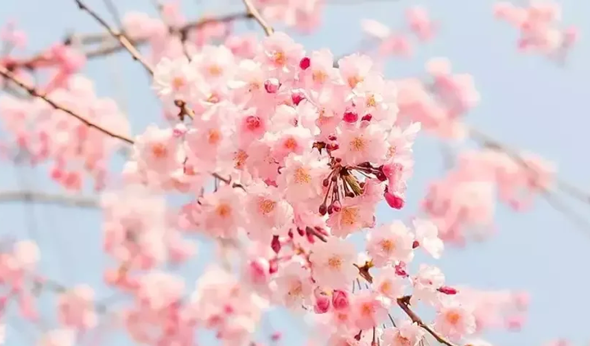 İlk Cemre Havaya Düştü, Baharın İşaretleri Görülmeye Başlandı