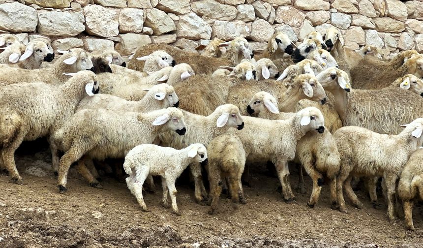 Malatya'da Kuzu Doğum Sezonu Başladı: Üreticiler Gece Gündüz Ağılda