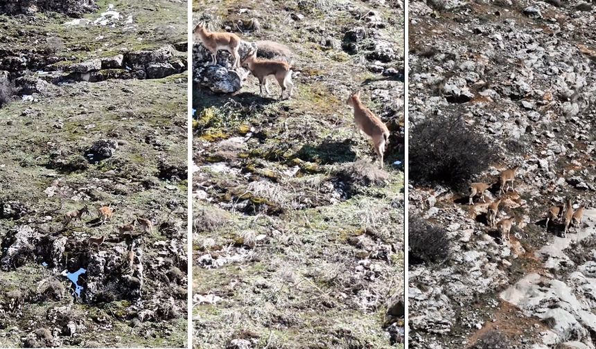 Beydağı'ndaki Dağ Keçileri Malatya'nın Doğal Zenginliğini Gözler Önüne Serdi