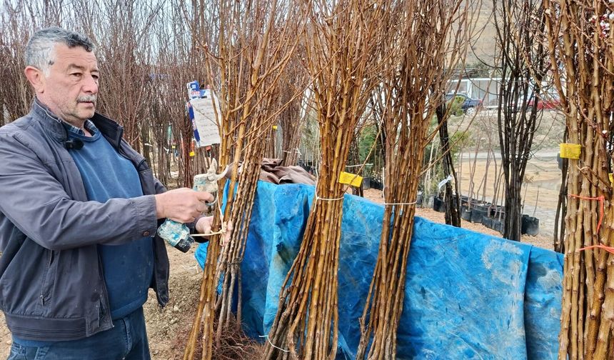 Darende'de Kayısı Fidanına Yoğun İlgi