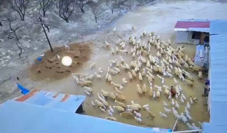 Darende'de Kuzu Doğumları Sürüyor