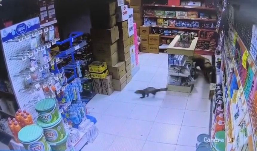 Dilek Mahallesi'nde sansar markete girdi, Paşa kovalamaya başladı