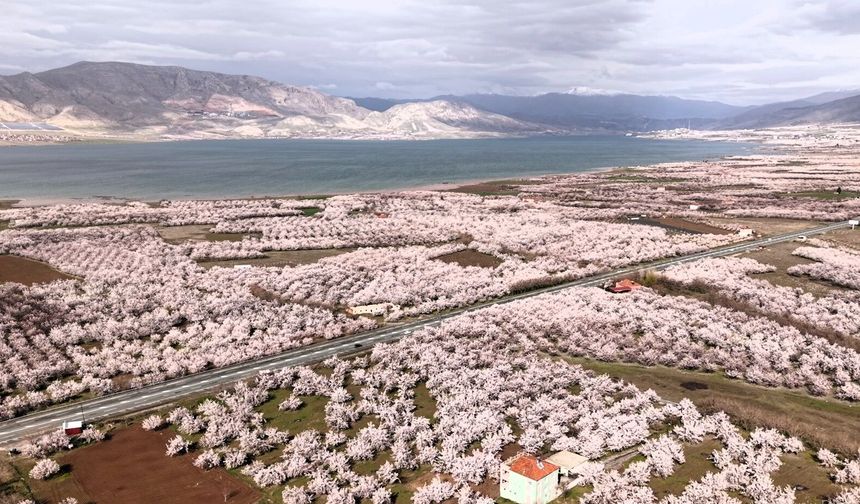 Kayısıda Don Değil Yağış Riski: Çiçek Döneminde Kritik Uyarılar