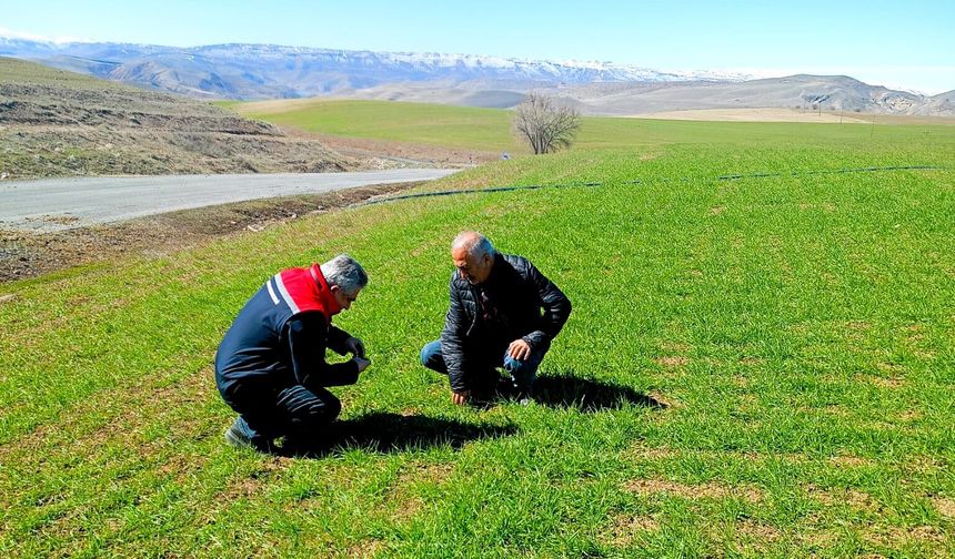 Malatya'da Buğday Tarlaları Mercek Altında
