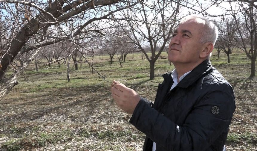 Malatya'da Kayısıda Rekolte Beklentisi 60-70 Bin Ton