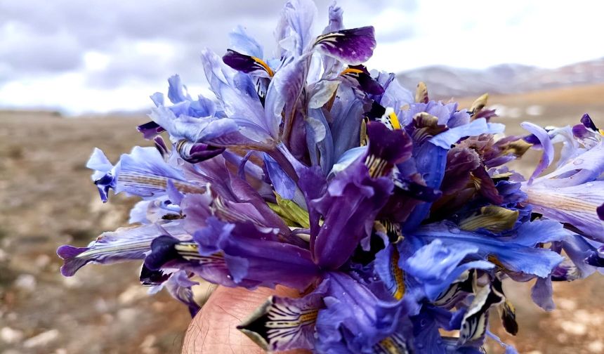 Nevruz Çiçekleri İle Darende Dağları Renk Cümbüşüne Büründü