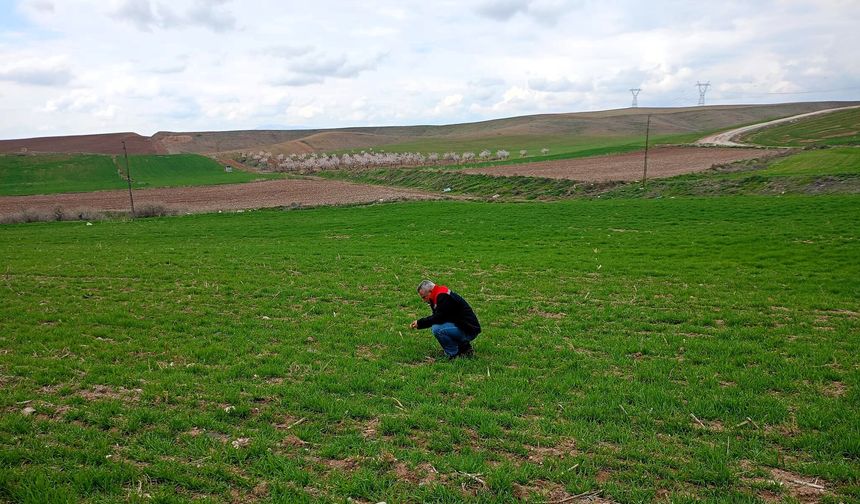 Yazıhan'da Buğday Entegre Mücadele Çalışmaları Kapsamında Arazi Kontrolü ve Eğitim Yapıldı