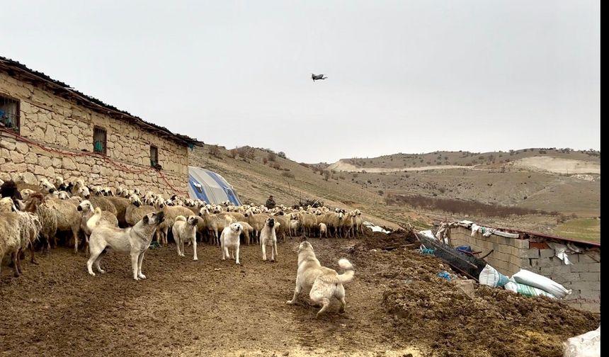 Yazıhan'da Kangal'lardan Drone'a Geçit Yok