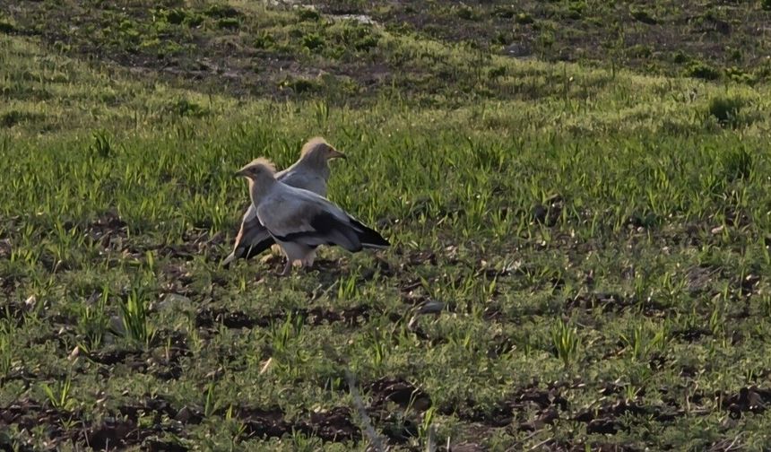 Adıyaman'da Koruma Altındaki Küçük Akbabalar Görüntülendi